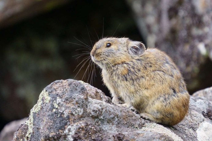 Plateau Pika