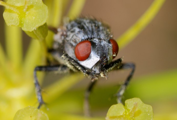 Musca domestica комнатная Муха