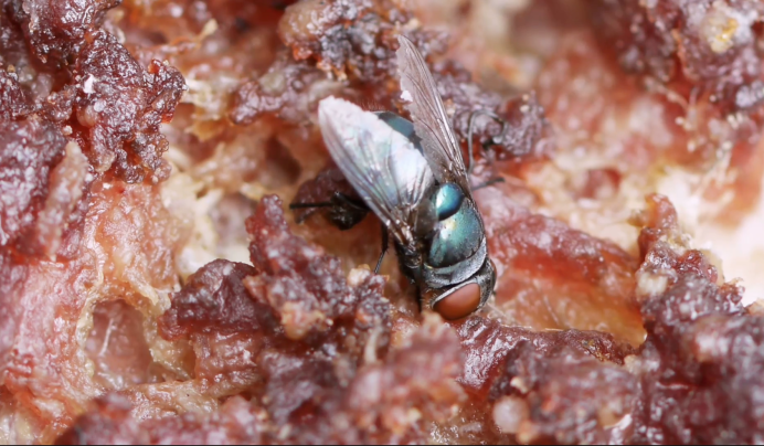 Rączycowate Tachinidae