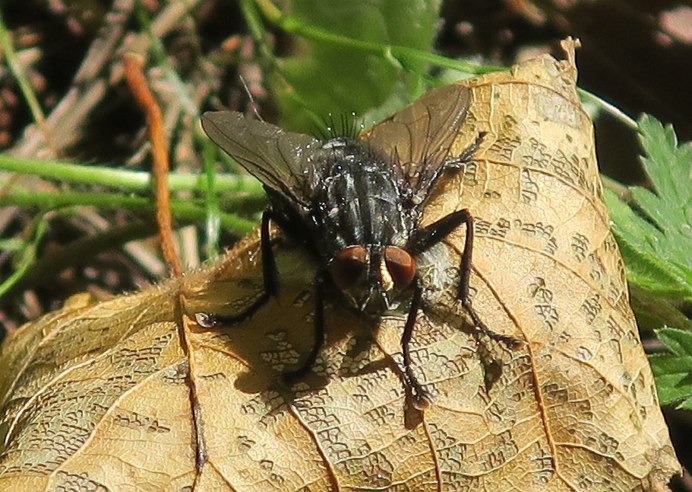 Вольфартова Муха (Wohlfahrtia magnifica)