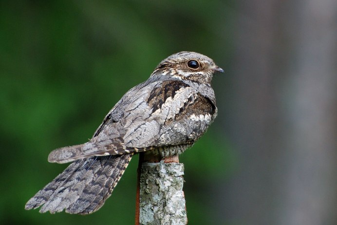 Африканский козодой