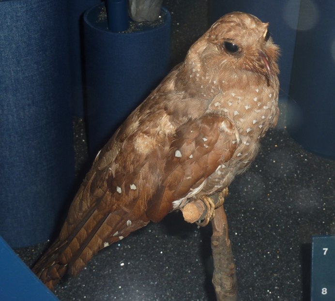 Белогорлый козодой