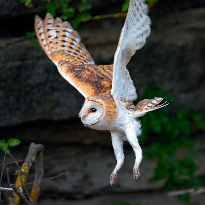 Steatornis caripensis