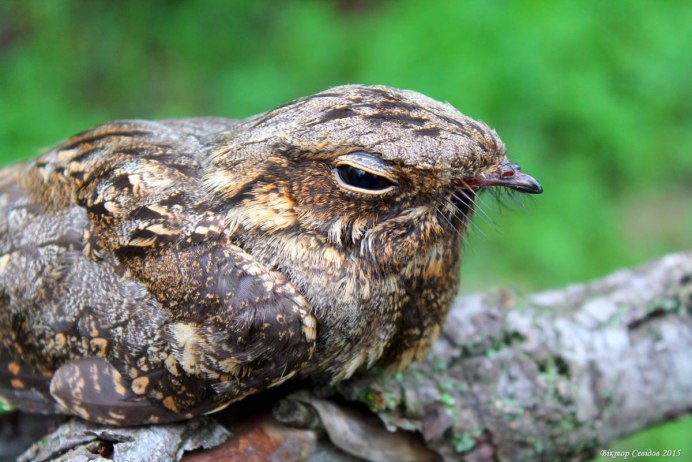 Гуахаро Steatornis caripensis