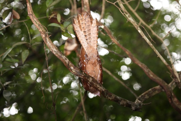 Козодой Виталий