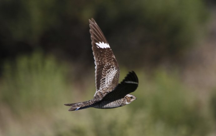 Козодой лягушкорот