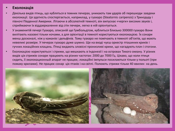 Козодой сетконос