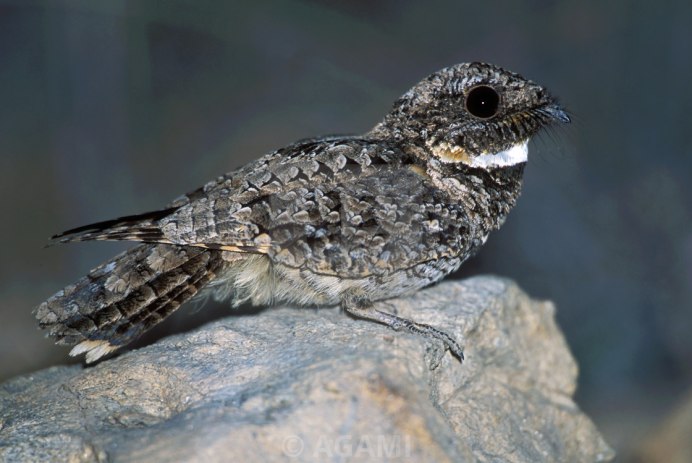 Козодой сетконос