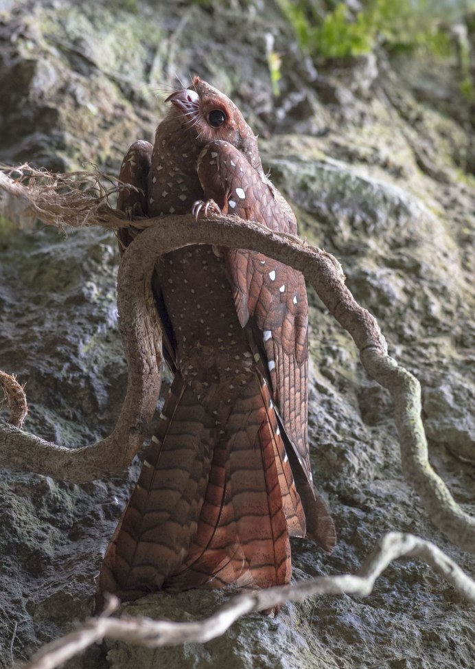 Белогорлый козодой