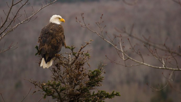 Вымпелокрылый четверокрыл