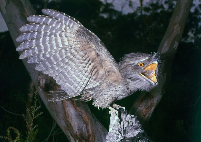 Американский козодой