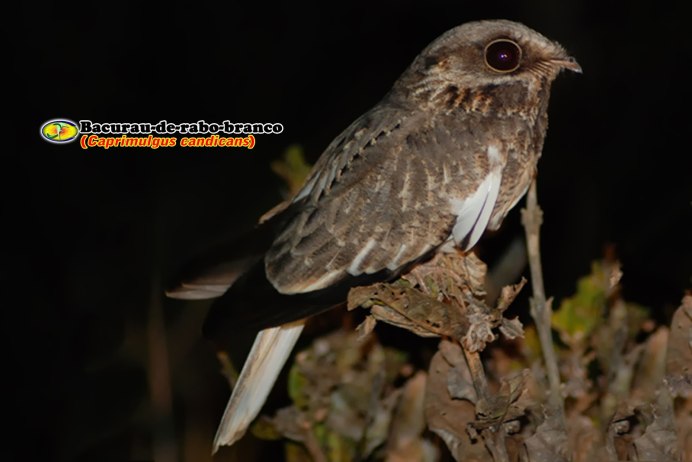 Козодоеобразные гуахаро