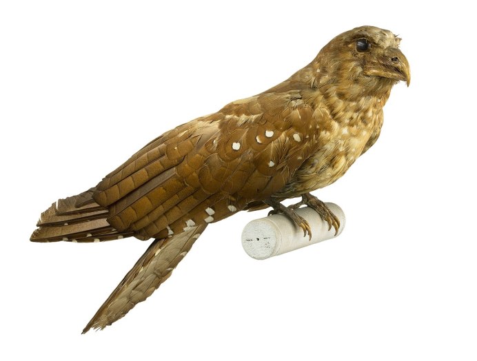 Американский козодой