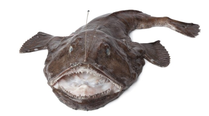 Lophius piscatorius