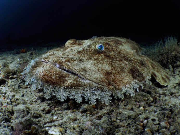 Lophius piscatorius