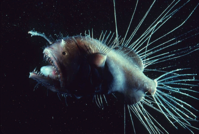 Европейский удильщик Lophius piscatorius