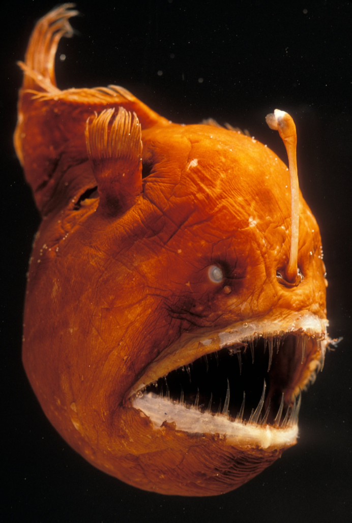 Морской черт (Lophius piscatorius)