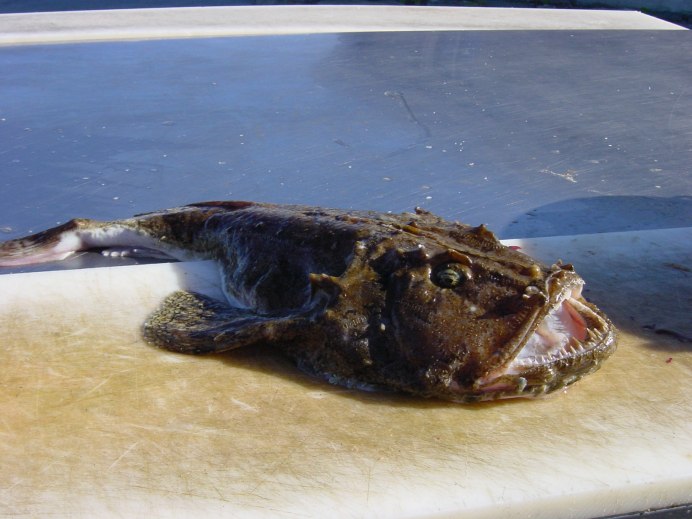 Морской черт удильщик