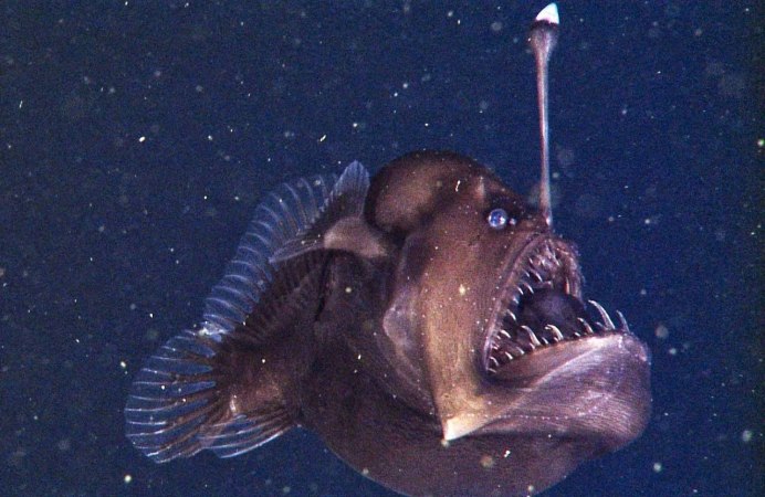 Морской удильщик