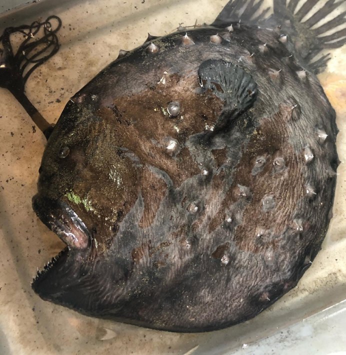 Anglerfish i on