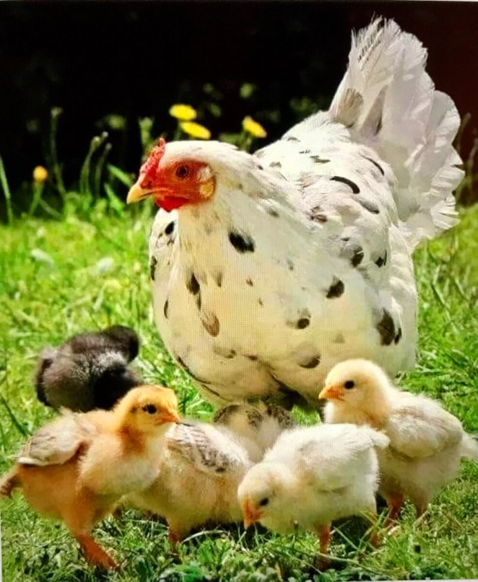 Куриные цыплята