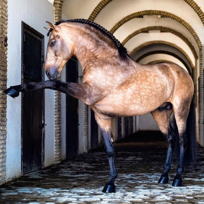 Pura Raza menorquina Horse