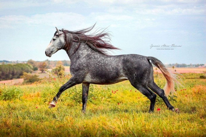 Menorquín Horse