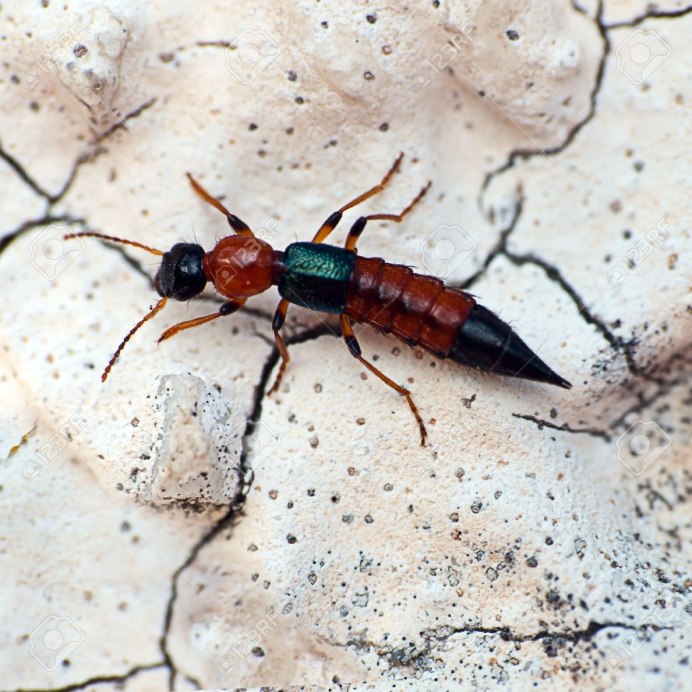 Томкат муравей ядовитый