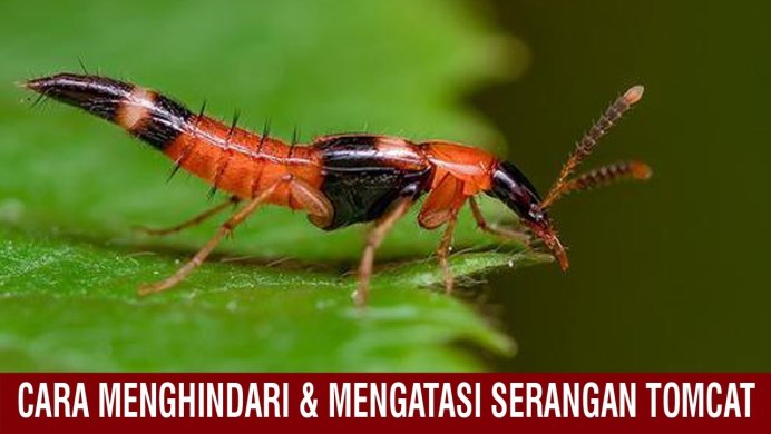 Жук педерус