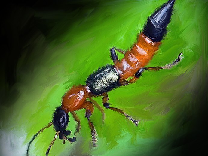 Томкат муравей ядовитый