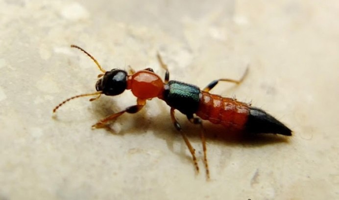 Нимфа стафилинид