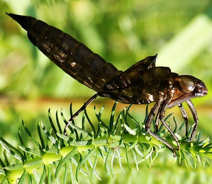 Оса тарантуловый ястреб укус