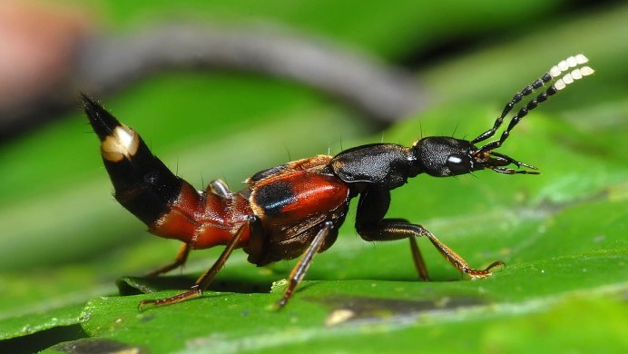 Трипофобия водяной клоп