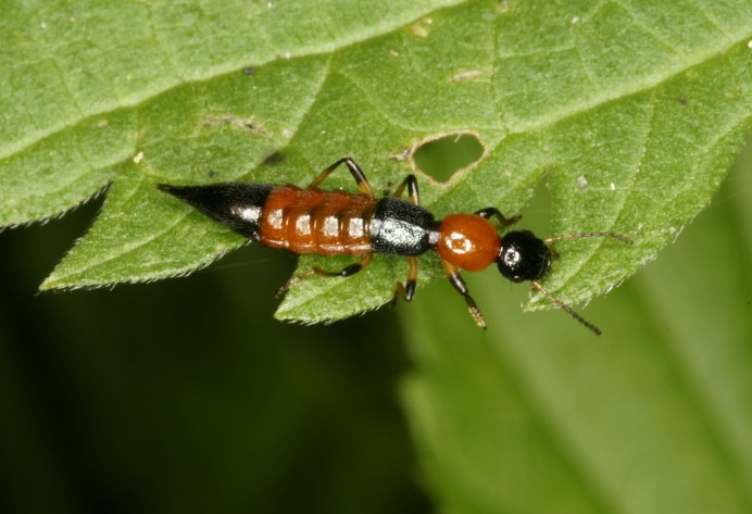 Стафилиниды на белом фоне