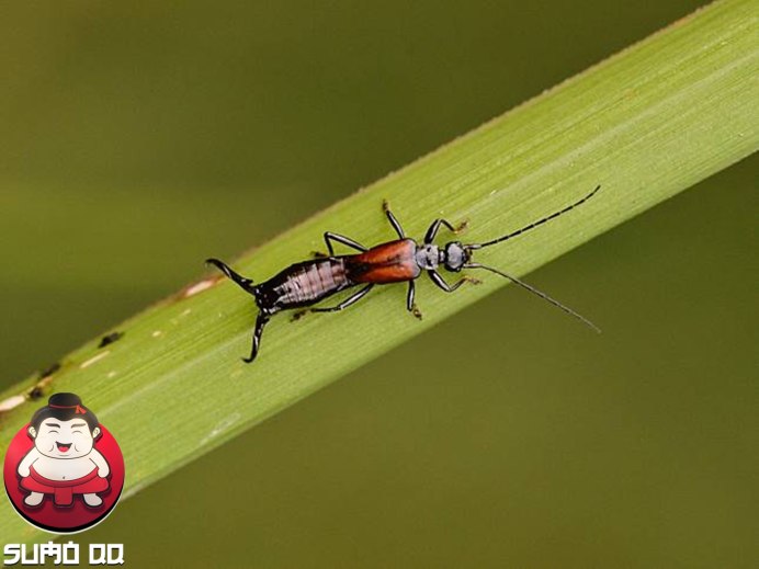 Tomcat муравей