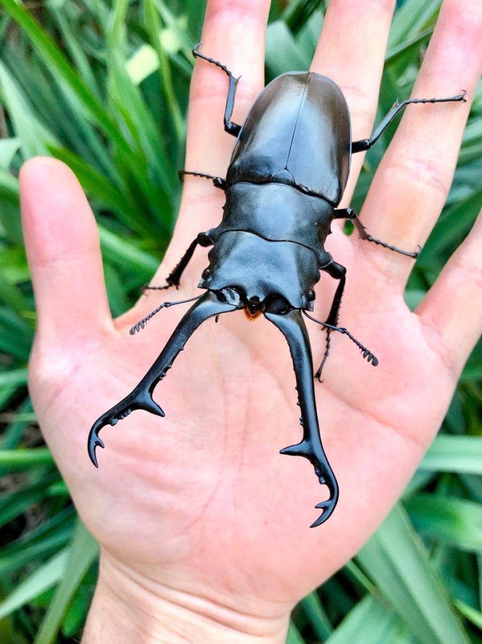 Томкэт насекомое