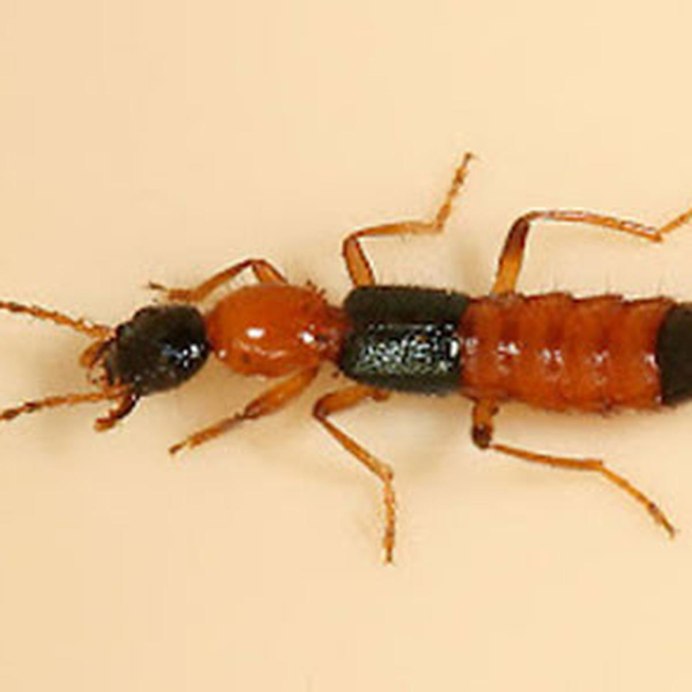 Переколомина насекомое