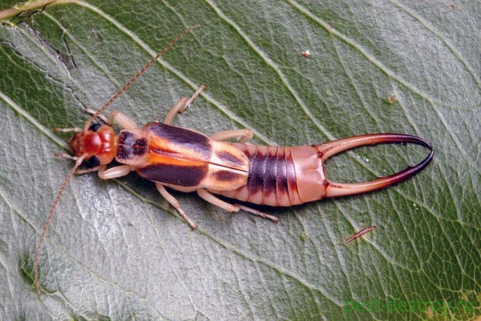 Гигантский азиатский Шершень убийца