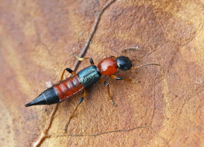 Rove Beetle