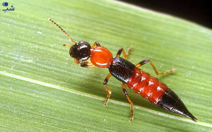 Уховертка обыкновенная двухвостка