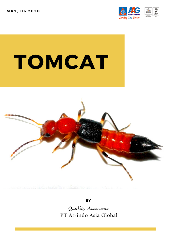 Колесный Жук муравей