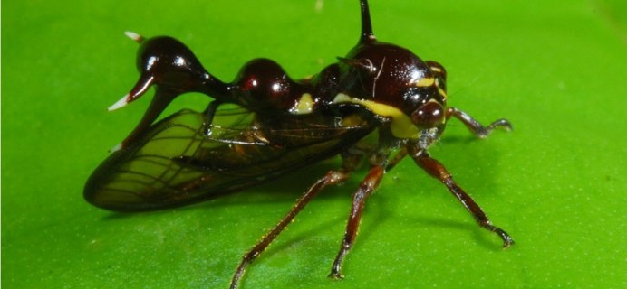 Жук педерус