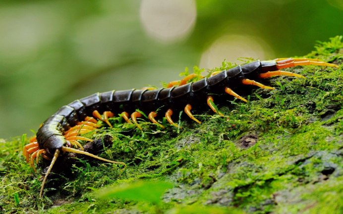 Многоножки (Myriapoda)