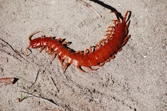 Многоножка Millipede красная