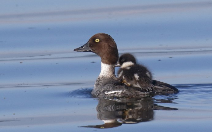 Aythya collaris