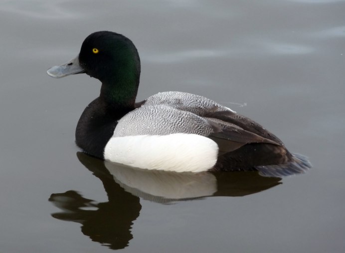 Aythya affinis