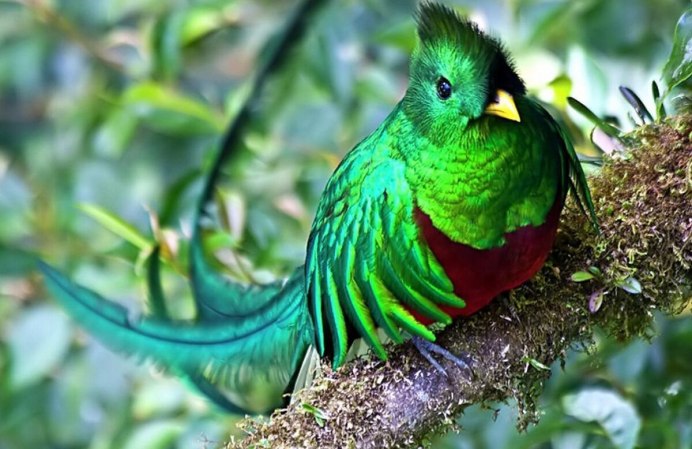 Квезаль редкая птица вымирающий вид Священная птица Майя