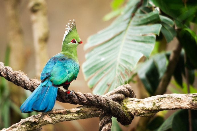 Турако Ливингстона