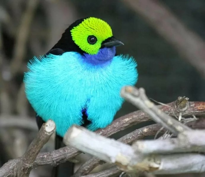 Голубохохлый венценосный голубь