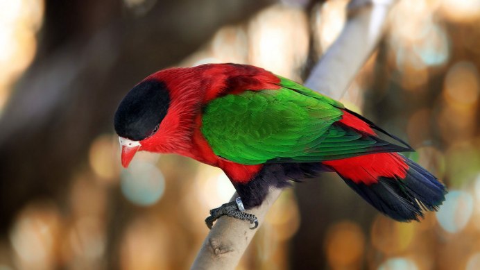 Венценосный голубь Виктория